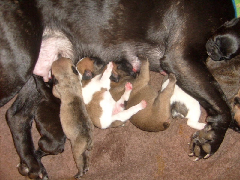 Divine et ses 8 bebes adorables , ont une semaine aujourd'hui  S7301312