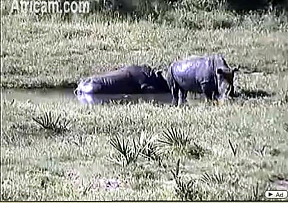 Post your Africam Pics - Page 9 We210