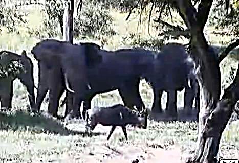 Post your Africam Pics - Page 9 We24