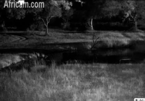 Post your Africam Pics - Page 9 We28