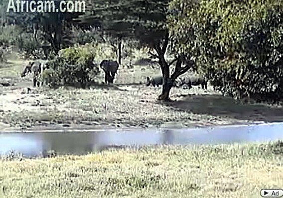 Post your Africam Pics - Page 9 We30