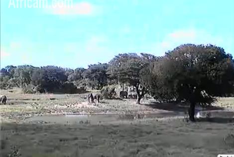 Post your Africam Pics - Page 9 We413