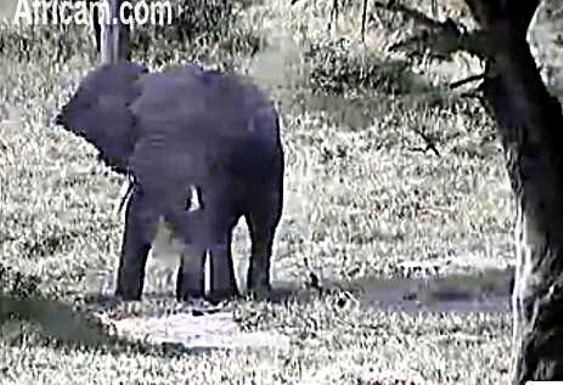 Post your Africam Pics - Page 9 We713