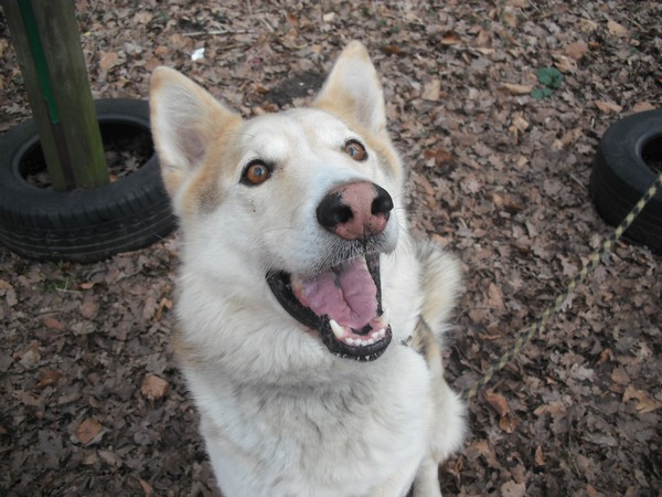 Willy beau croisé husky de 7 ans Dscf7118