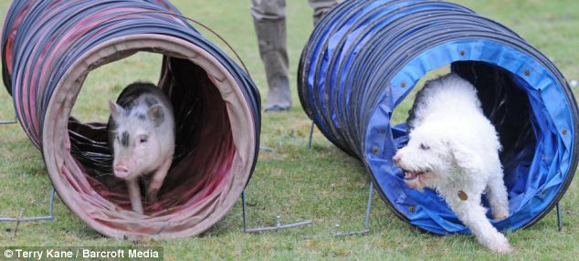 LOUIE, IL MAIALE CHE CREDE DI ESSERE UN CANE Image187