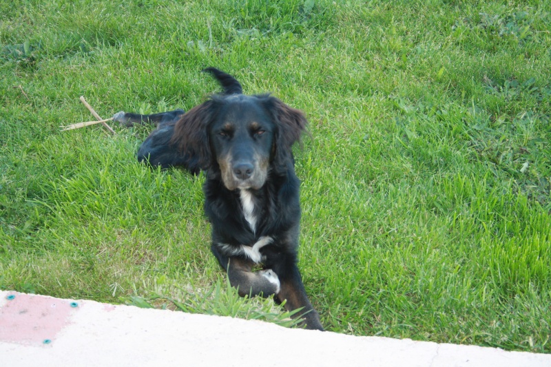 WALLACE - X COCKER CHIEN DE CHASSE MALE 2 MOIS Img_2911