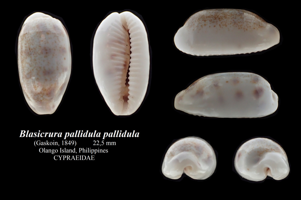 Blasicrura pallidula pallidula (Gaskoin, 1849) Blasic11