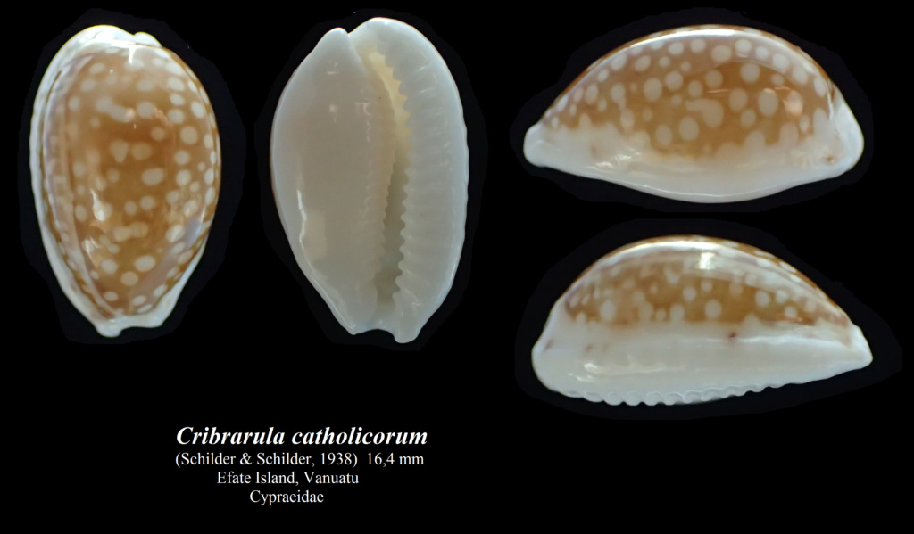 Cribrarula catholicorum (Schilder & Schilder, 1938) Cribra11