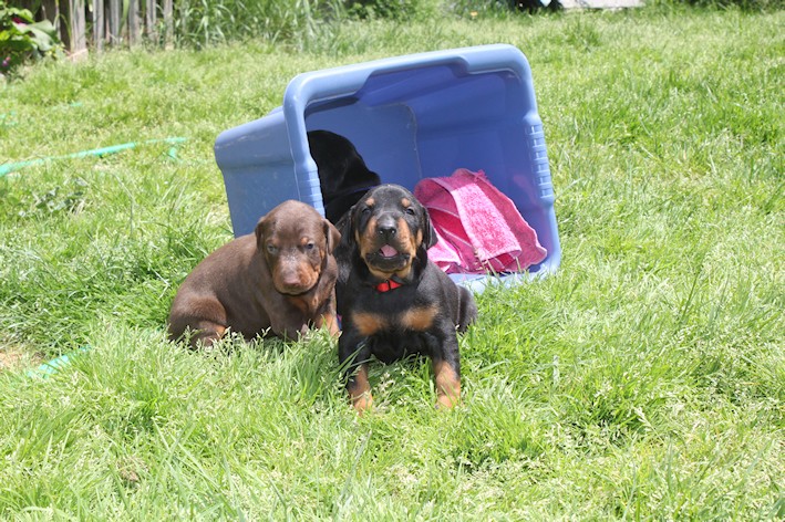 Chiots Dobermann lignées travail - Page 7 20130620