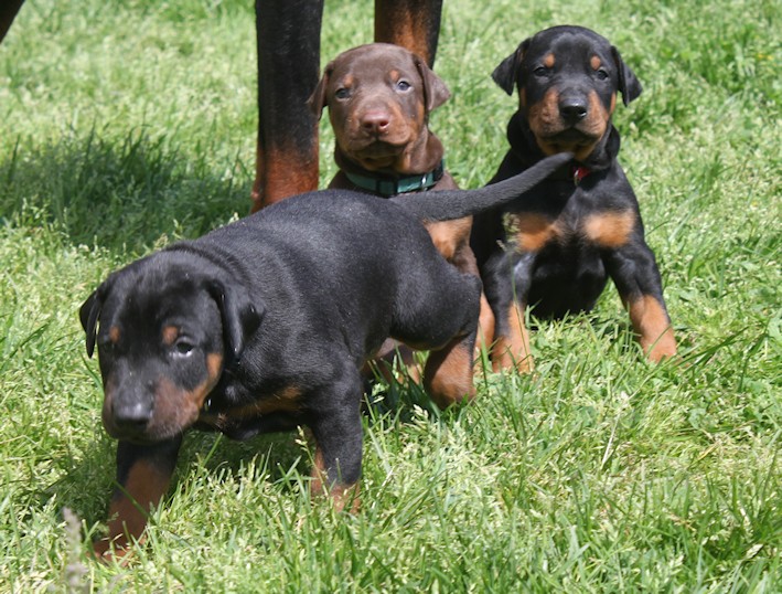 Chiots Dobermann lignées travail - Page 9 20130625