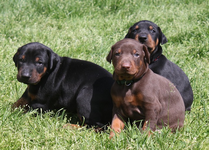 Chiots Dobermann lignées travail - Page 9 20130627