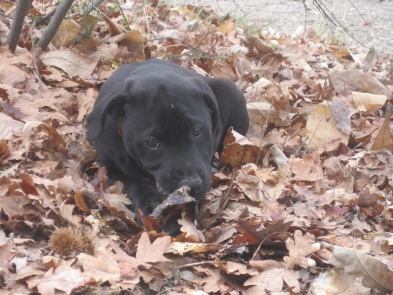 Flamme, x Labrador, 3 mois (24) Chiots10