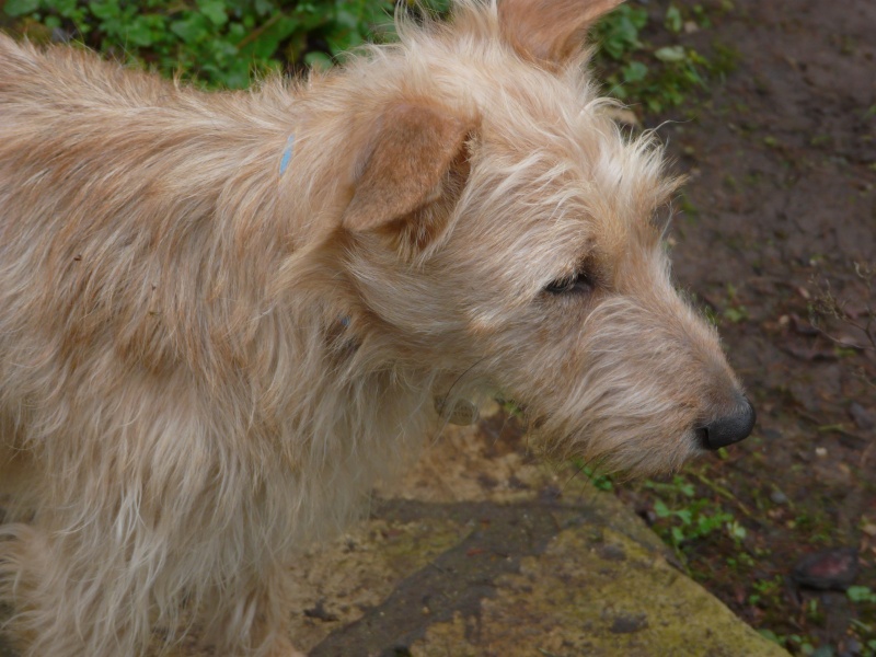  WOODY (ex CHOUPY) x griffon fauve/blanc 7 ans - en FA pour l'Asso Alerte Sos  (92) P1010116