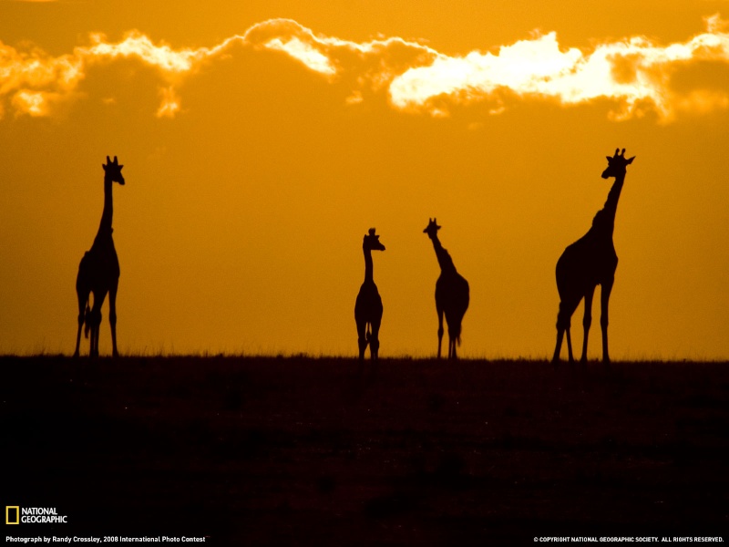 Fotazas national geographic. (Os la recomiendo). 3686_110