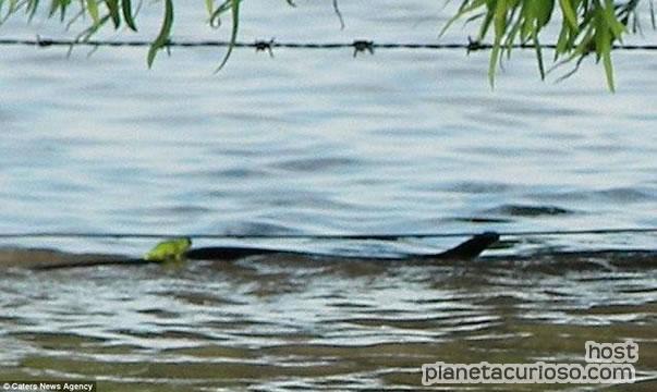 Una rana viajando sobre una serpiente para escapar de las inundaciones en Australia. Rana-s10