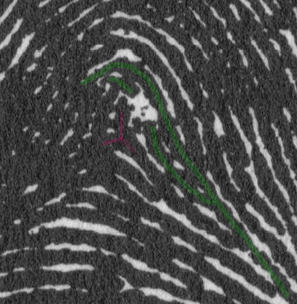 X - WALT DISNEY - One of his fingerprints shows an unusual characteristic! - Page 3 Disney12