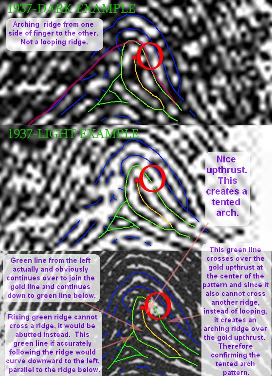 X - WALT DISNEY - One of his fingerprints shows an unusual characteristic! - Page 3 Walt-d16