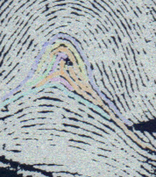X - WALT DISNEY - One of his fingerprints shows an unusual characteristic! Walt_d14