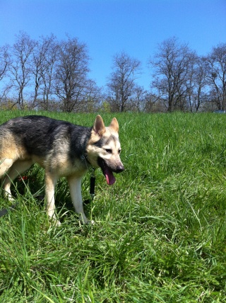 URGENT ADOPTEZ MOI CHIEN BERGER ALLEMAND 1ANS  2013-017