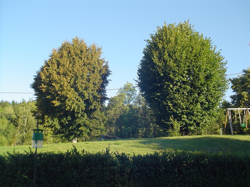 Apprendre à reconnaitre les arbres qui nous entourent Dsc00919