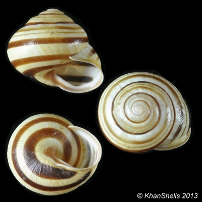 Caucasotachea vindobonensis (Pfeiffer, 1828) Gc51610