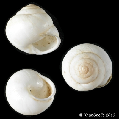 Marmorana platychela (Menke, 1830) Gc51810
