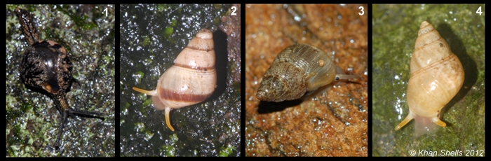 Gonospira à Rodrigues - Le Genre  Mollus10