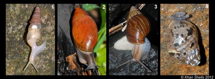 Gonospira à Rodrigues - Le Genre  Mollus12