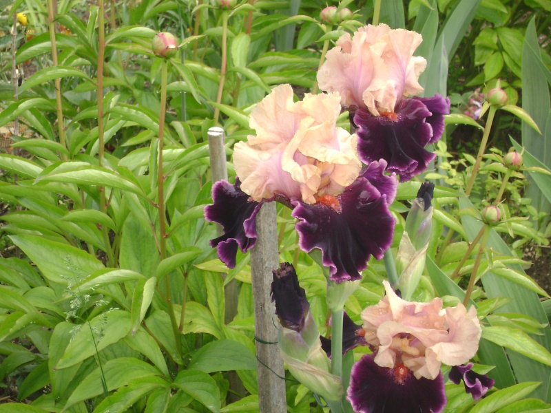 premier iris 00211