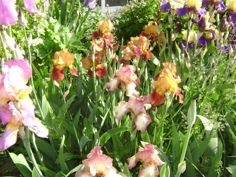 premier iris 012_210