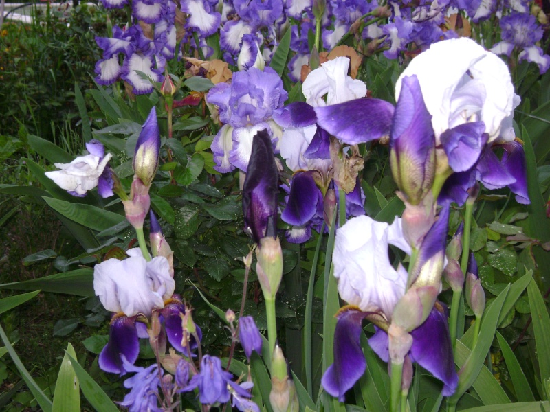 Tous nos iris regroupés ici 3211