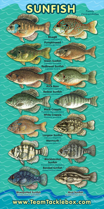 Fish Identification Charts Teamta13