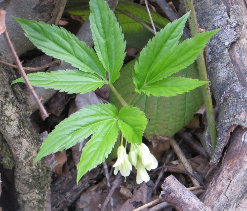 Croatie - quelques plantes de sous-bois (mi-avril) 11_cro10