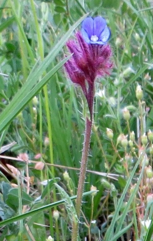 Croatie - quelques plantes de sous-bois (mi-avril) 13_cro10