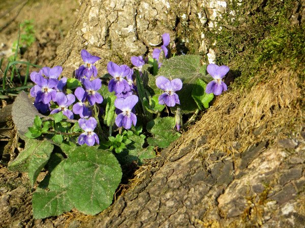 Croatie - quelques plantes de sous-bois (mi-avril) 1_bis_10