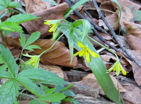 Croatie - quelques plantes de sous-bois (mi-avril) 6_gage10