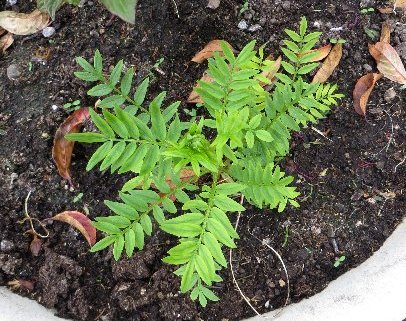 Polemonium caeruleum [identification] Avril_37