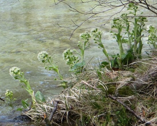 Croatie - quelques plantes de sous-bois (mi-avril) Copy_110