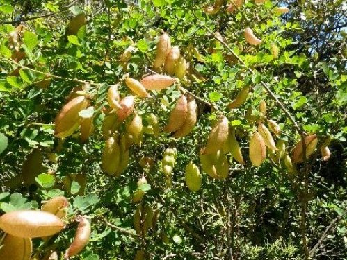 Colutea arborescens - baguenaudier Copy_o38