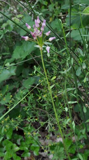 Allium roseum  [identification] Copy_o54