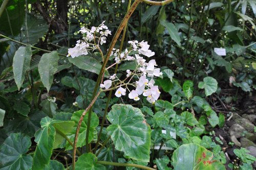 Begonia - dans la jungle et au jardin Costa_15