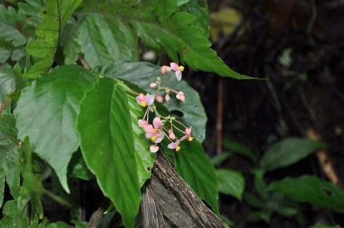 Begonia - dans la jungle et au jardin Costa_16