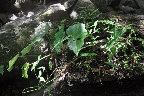 Begonia - dans la jungle et au jardin Costa_19
