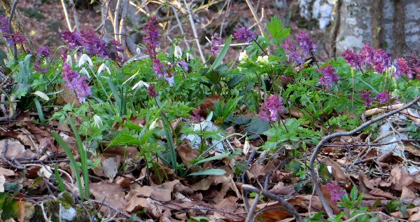 Croatie - quelques plantes de sous-bois (mi-avril) Croati15