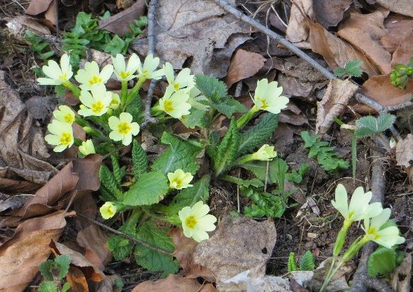 Croatie - quelques plantes de sous-bois (mi-avril) Croati16