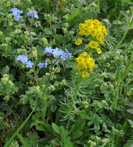 Euphorbia cyparissias - euphorbe petit cyprès Juin_210