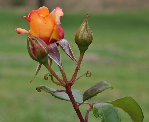 tous ces rosiers que l'on aime - floraisons 2012- 2020 Juin_245