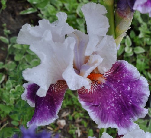 Floraisons de nos Iris barbus 2013 - Page 6 Mai_2050