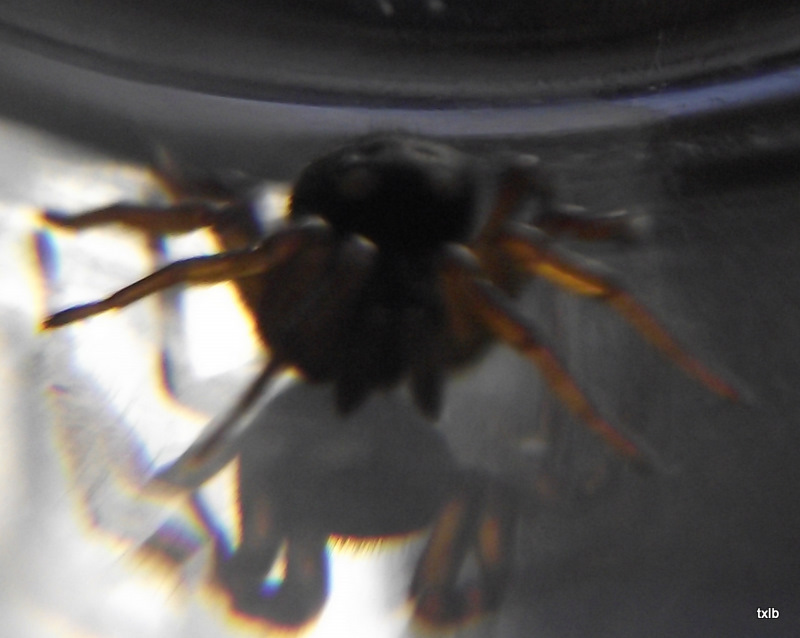 Identification araignée Dscf0211