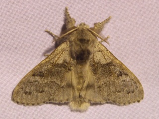 Calliteara pudibonda, Maless10